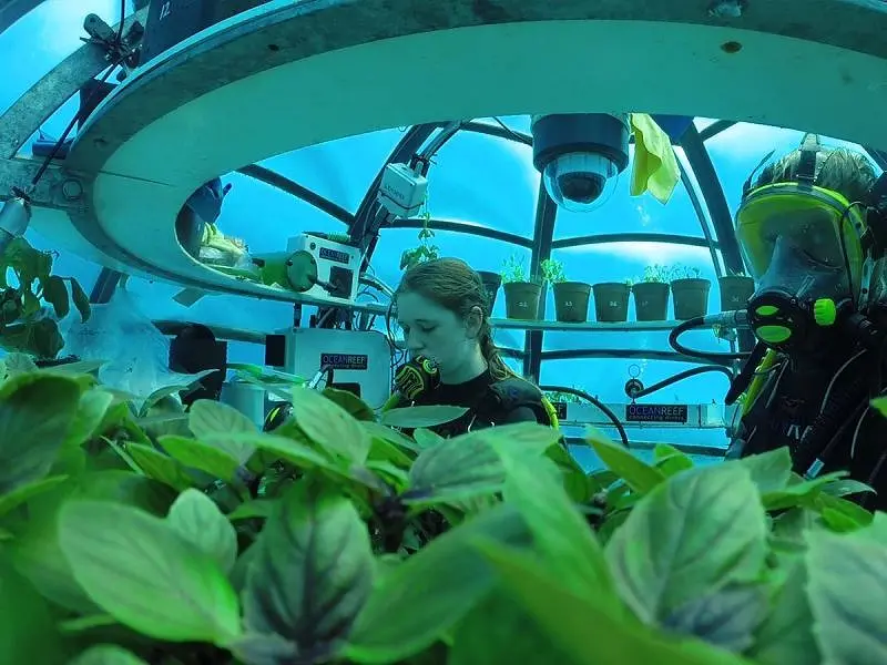 Nemo's Garden, Kebun Sayuran di Dasar Laut Pertama di Dunia