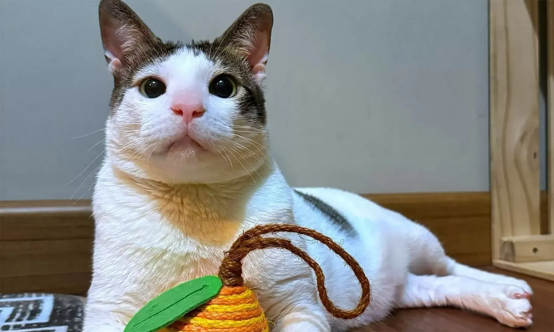 kucing prabowo bobby kertanegara