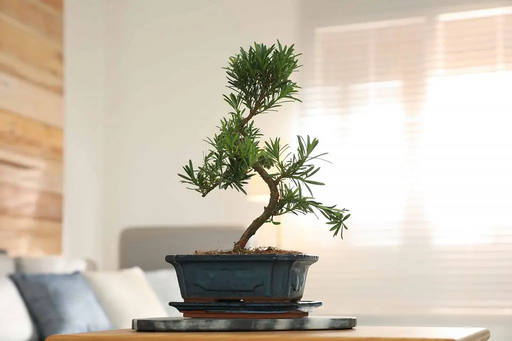 tanaman bonsai