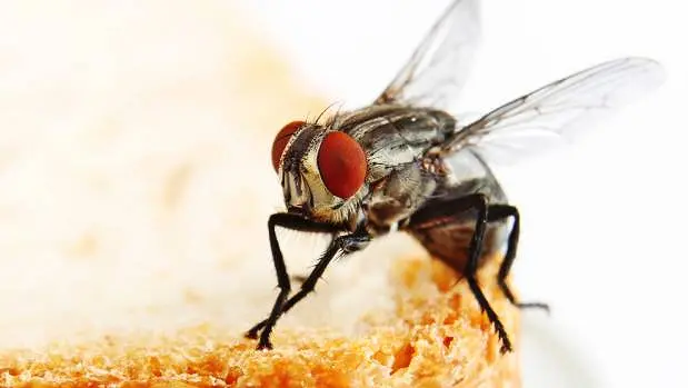 Bahaya Mengonsumsi Makanan yang telah Dihinggapi Lalat