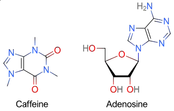 Image result for adenosine