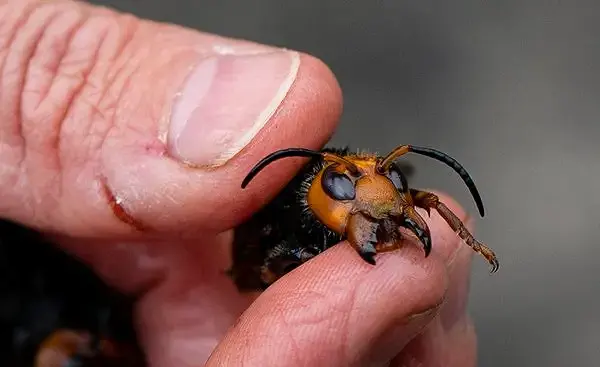 Asian Giant Hornet