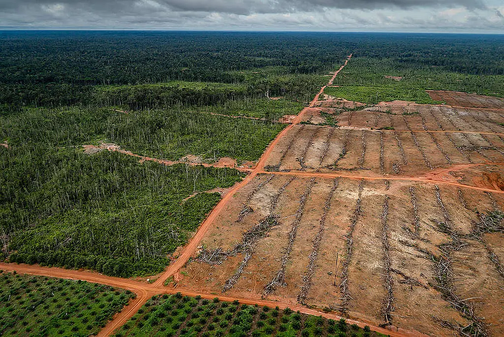 Bumi Kehilangan Hampir 100 Juta Hektare Hutan Dua Dekade Terakhir