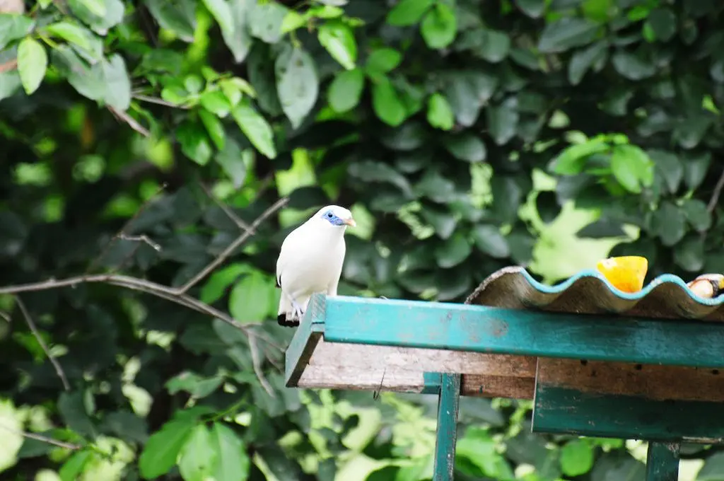 Smart Forest Guardian TN Bali Barat, Awasi Hutan dengan AI