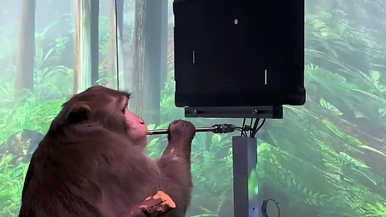 Neuralink Monkey