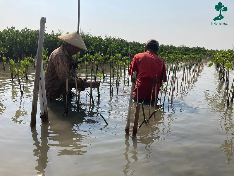 LindungiHutan