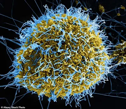 Ilmuwan Asal China Berhasil Ciptakan Virus Mutan Ebola, Kenali Gejalanya