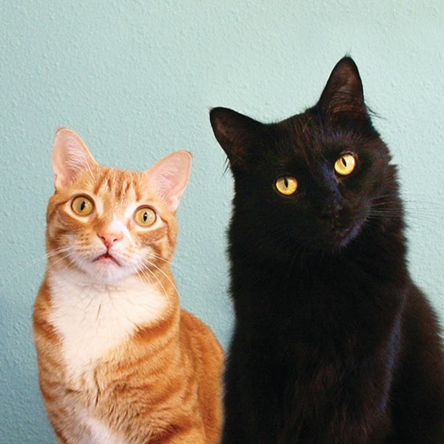 Nah, siapa aja nih kucing yang menjadi terkenal berkat sensasi teknologi dan internet tersebut? Berikut daftarnya untukmu.