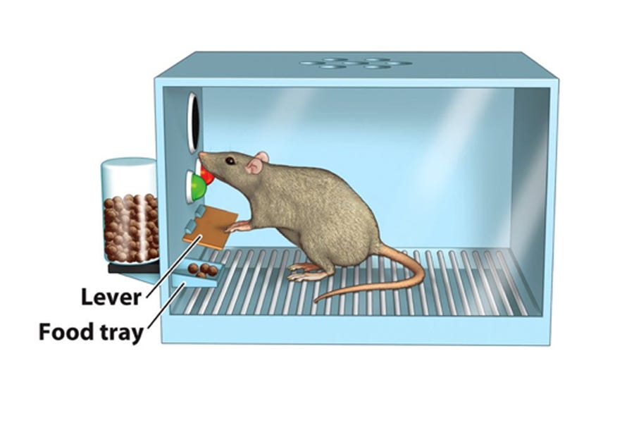 TikTok Instagram Reels