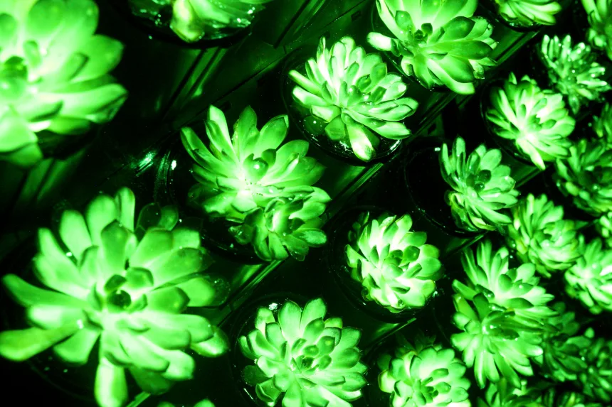 Tanaman Bercahaya China, Magicpen Bio Li Renhan, Tanaman Bioluminescent Avatar, Rekayasa Genetika Tanaman, Lampu Jalan Organik, Teknologi Zhongguancun 2026 