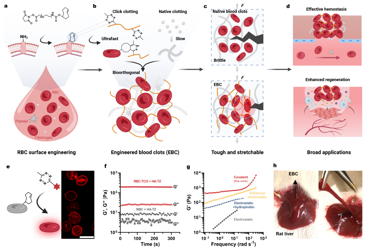 Teknologi Engineered Blood Super Clots